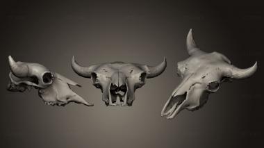 3D model Bison Skull (STL)